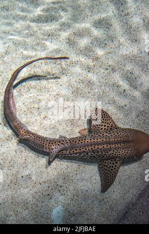 Zebra Shark (Stegostoma Fasciatum) swimming in clear water with a sandy bottom, at Baltimore Aquarium tank. Stock Photo