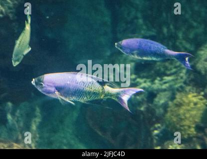 Purple and yellow fish swimming in an aquarium. Stock Photo