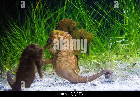 Lined Seahorse (Hippocampus erectus) in a tank with sand and green sea grass in Baltimore Aquarium. Stock Photo