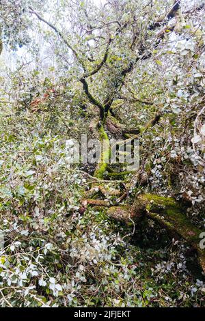 Anti Establishment Tree Vandalism in Melbourne Australia Stock Photo