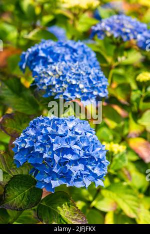 Blue Hydrangea, Hortensia garden flowers Stock Photo