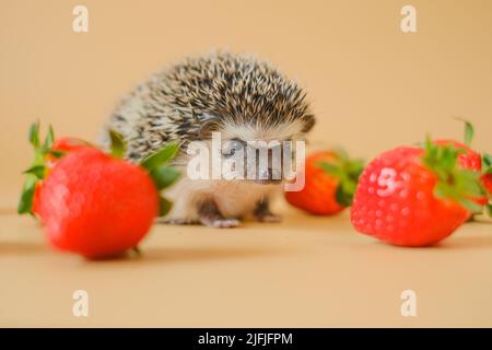 Hedgehog and berries.food for hedgehogs. Cute hedgehog and red strawberries on a beige background.Baby hedgehog.strawberry harvest.African hedgehog Stock Photo