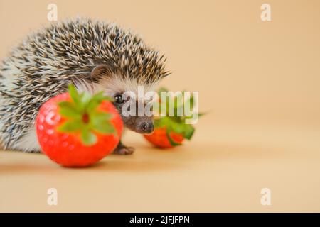 Strawberry season. Hedgehog and strawberry berries.food for hedgehogs. Cute gray hedgehog and red strawberries on a beige background.strawberry Stock Photo