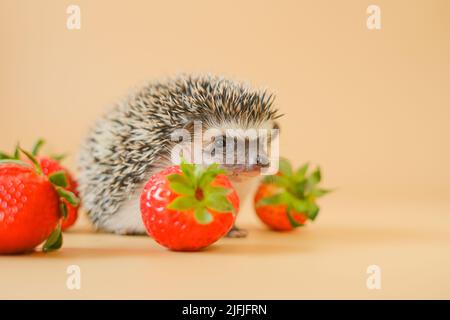 food for hedgehogs.gray hedgehog and red strawberries on a beige background.Baby hedgehog.strawberry harvest.African hedgehog. pet and red berries Stock Photo
