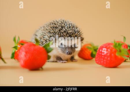 Hedgehog and strawberry berries.food for hedgehogs. Cute gray hedgehog and strawberries.Baby hedgehog.strawberry harvest.African hedgehog. pet and red Stock Photo