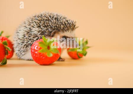 Hedgehog and strawberry berries.food for hedgehogs. Cute gray hedgehog and red strawberries on a beige background.Baby hedgehog.strawberry harvest.pet Stock Photo