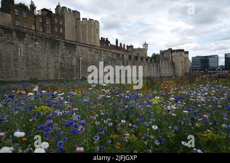 Superbloom event at the Tower of London Stock Photo