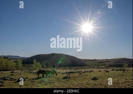 June 26, 2022 - Bighorn Canyon National Recreation Area, Montana U.S. - Free-roaming horses graze under the sun in the Pryor Mountains Wild Horse Range on June 26, 2022 at the Bighorn Canyon National Recreation Area, Montana. The 39,650 acres range along the MontanaÃWyoming border as the first protected refuge dedicated exclusively for mustangs. (Credit Image: © David Becker/ZUMA Press Wire) Stock Photo