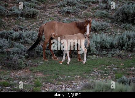 June 26, 2022 - Bighorn Canyon National Recreation Area, Montana U.S. - A free-roaming colt nurses from a mare in the Pryor Mountains Wild Horse Range on June 26, 2022 at the Bighorn Canyon National Recreation Area, Montana. The 39,650 acres range along the MontanaÃWyoming border as the first protected refuge dedicated exclusively for mustangs. (Credit Image: © David Becker/ZUMA Press Wire) Stock Photo