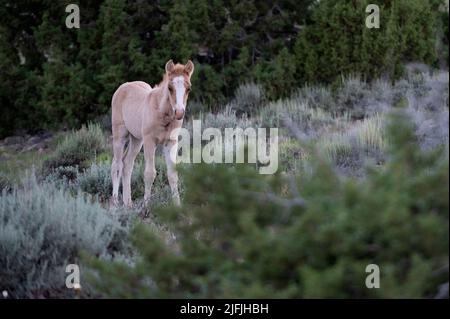 June 26, 2022 - Bighorn Canyon National Recreation Area, Montana U.S. - A free-roaming colt looks on from the Pryor Mountains Wild Horse Range on June 26, 2022 at the Bighorn Canyon National Recreation Area, Montana. The 39,650 acres range along the MontanaÃWyoming border as the first protected refuge dedicated exclusively for mustangs. (Credit Image: © David Becker/ZUMA Press Wire) Stock Photo