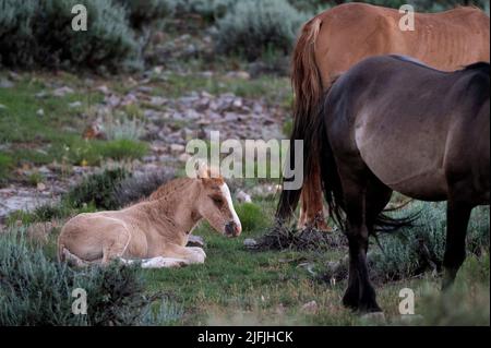 June 26, 2022 - Bighorn Canyon National Recreation Area, Montana U.S. - A free-roaming colt rests as a stallion and mare graze in the Pryor Mountains Wild Horse Range on June 26, 2022. The 39,650 acres range along the MontanaÃWyoming border as the first protected refuge dedicated exclusively for mustangs. (Credit Image: © David Becker/ZUMA Press Wire) Stock Photo