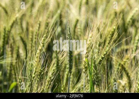 Nakuru, Kenya. 02nd July, 2022. Wheat is seen growing at a demonstration plot during The Nakuru Agricultural Show, an event held annually by The Agricultural Society of Kenya. Shortage of grain in Kenya due to the ongoing conflict in Ukraine and global supply constraints has led to prices of wheat flour rising. The cost of food prices has been going up at levels many cannot afford. Credit: SOPA Images Limited/Alamy Live News Stock Photo