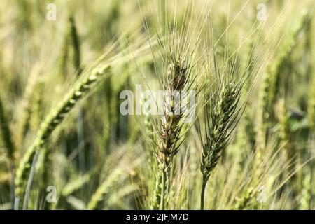 Nakuru, Kenya. 02nd July, 2022. Wheat is seen growing at a demonstration plot during The Nakuru Agricultural Show, an event held annually by The Agricultural Society of Kenya. Shortage of grain in Kenya due to the ongoing conflict in Ukraine and global supply constraints has led to prices of wheat flour rising. The cost of food prices has been going up at levels many cannot afford. Credit: SOPA Images Limited/Alamy Live News Stock Photo