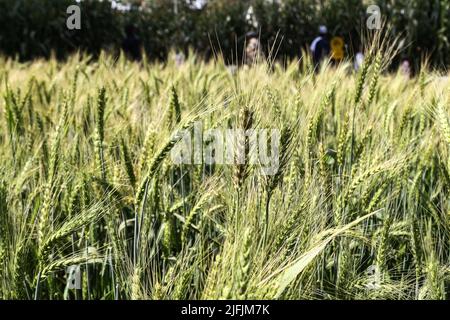 Nakuru, Kenya. 02nd July, 2022. Wheat is seen growing at a demonstration plot during The Nakuru Agricultural Show, an event held annually by The Agricultural Society of Kenya. Shortage of grain in Kenya due to the ongoing conflict in Ukraine and global supply constraints has led to prices of wheat flour rising. The cost of food prices has been going up at levels many cannot afford. Credit: SOPA Images Limited/Alamy Live News Stock Photo