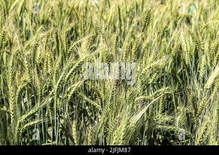 Nakuru, Kenya. 02nd July, 2022. Wheat is seen growing at a demonstration plot during The Nakuru Agricultural Show, an event held annually by The Agricultural Society of Kenya. Shortage of grain in Kenya due to the ongoing conflict in Ukraine and global supply constraints has led to prices of wheat flour rising. The cost of food prices has been going up at levels many cannot afford. Credit: SOPA Images Limited/Alamy Live News Stock Photo