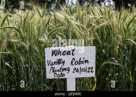 Nakuru, Kenya. 02nd July, 2022. A Robin wheat variety is seen growing at a demonstration plot during The Nakuru Agricultural Show, an event held annually by The Agricultural Society of Kenya. Shortage of grain in Kenya due to the ongoing conflict in Ukraine and global supply constraints has led to prices of wheat flour rising. The cost of food prices has been going up at levels many cannot afford. Credit: SOPA Images Limited/Alamy Live News Stock Photo