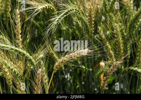 Nakuru, Kenya. 02nd July, 2022. Wheat is seen growing at a demonstration plot during The Nakuru Agricultural Show, an event held annually by The Agricultural Society of Kenya. Shortage of grain in Kenya due to the ongoing conflict in Ukraine and global supply constraints has led to prices of wheat flour rising. The cost of food prices has been going up at levels many cannot afford. Credit: SOPA Images Limited/Alamy Live News Stock Photo