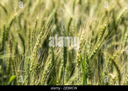 Nakuru, Kenya. 02nd July, 2022. Wheat is seen growing at a demonstration plot during The Nakuru Agricultural Show, an event held annually by The Agricultural Society of Kenya. Shortage of grain in Kenya due to the ongoing conflict in Ukraine and global supply constraints has led to prices of wheat flour rising. The cost of food prices has been going up at levels many cannot afford. (Photo by James Wakibia/SOPA Images/Sipa USA) Credit: Sipa USA/Alamy Live News Stock Photo