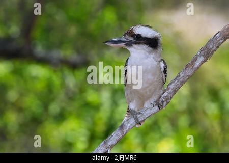 An Australian Laughing Kookaburra -Dacelo novaeguineae- bird perched on a tree branch resting in the soft afternoon light Stock Photo