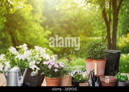 Different potted blooming flowers and herbs, gardening equipment, instruments and tools on green garden trees background. Hobby concept on wooden deck terrace. Floral design for home landscape Stock Photo