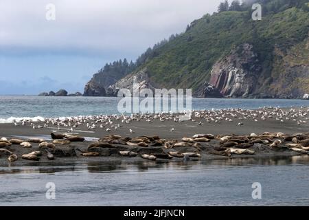 Seals and seagulls share the sandbar at the mouth of the Klamath River in Northern California. Stock Photo