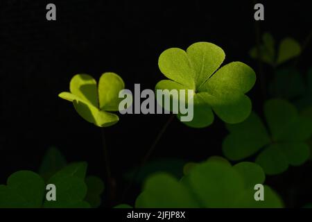 Green, three-leaf clover leaves are seen in uneven natural light with a dark background Stock Photo