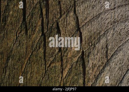 A close-up view of a rough wooden plank shows cracks and lines in the uneven wood. Stock Photo