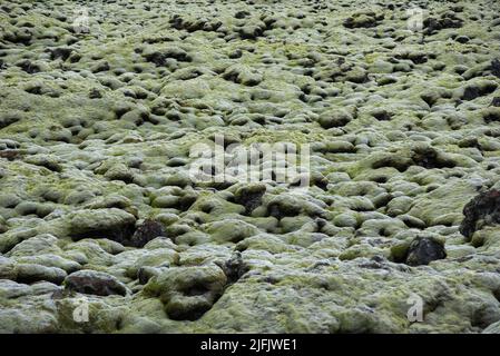 Moss covered lava field in a cloudy day. Eldhraun, Iceland Stock Photo