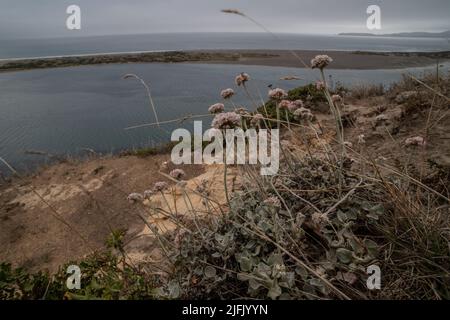 coast or seaside buckwheat (Eriogonum latifolium) growing on coastal cliffs overlooking the Pacific ocean in Point Reyes seashore in California. Stock Photo