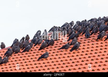 Jackdaws sitting on a tiled roof Stock Photo