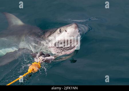 Great White Shark approaches a pieice of bait at Gansbaai, South Africa Stock Photo