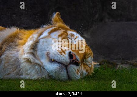 A CLOSE UP PHOTOGRAPH OF A LARGE SIBERIAN TIGER LYING ON ITS SIDE IN GRASS SLEEPING Stock Photo