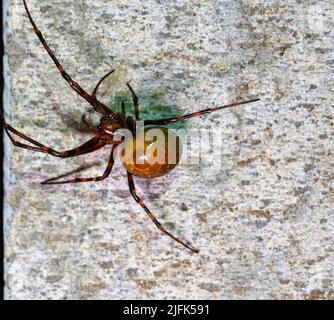 cave spider Meta menardi in damp basement Stock Photo