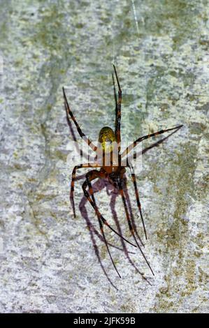 cave spider Meta menardi in damp basement Stock Photo