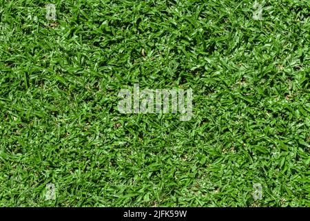 Green grass texture for background. Stock Photo