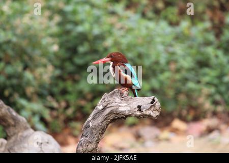 Single Indian male common kingfisher (Alcedo atthis) perched in wood over water in natural wildness of forest waiting to catch a small fish Stock Photo