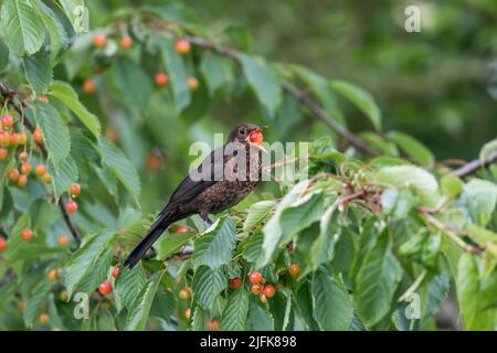 Blackbird, Turdus merula; Young in Cherry Tree; UK Stock Photo