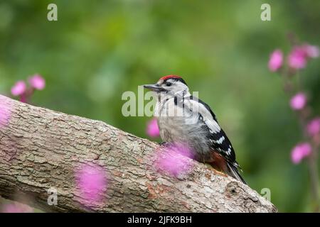 Great Spotted Woodpecker; Dendrocopos major; Young; UK Stock Photo