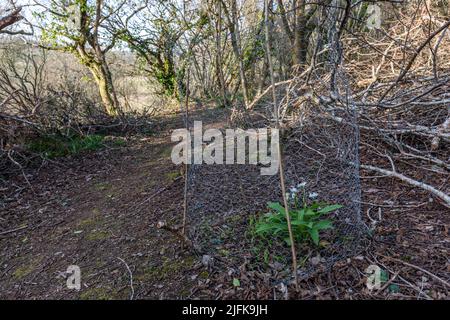 Ramsons; Allium ursinum; Rabbit Fenced; UK Stock Photo