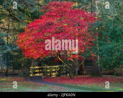 Acers are deciduous trees that put on a show-stopping display with their beautiful foliage and autumn colours. Commonly known as Japanese Maple Stock Photo