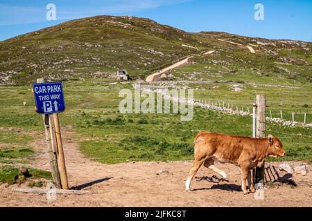 Calf on the new path to Murder Hole beach, officially called Boyeeghether Bay in County Donegal, Ireland. Stock Photo