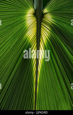 Backlit close-up of a palm leaf at Kew Gardens, London Stock Photo