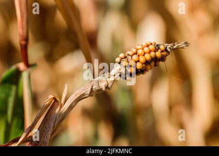Undeveloped damaged ear of corn on the cob in field, selective focus Stock Photo