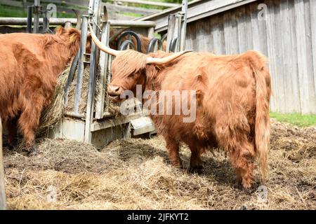 Schottische Hochlandrinder im Gut Aiderbichl in Deggendorf, Bayern, Deutschland - Scottish highland cattle at Gut Aiderbichl in Deggendorf, Bavaria, G Stock Photo