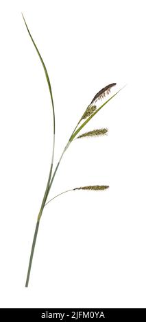 Lesser Pond-sedge - Carex acutiformis Stock Photo