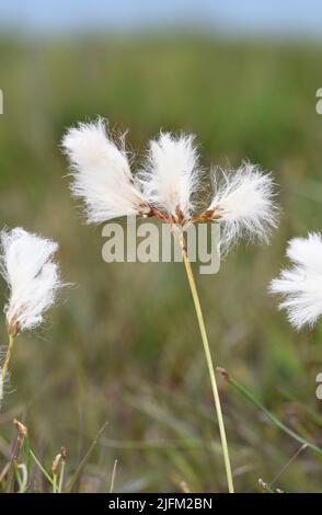 Slender Cotton-grass - Eriophorum gracile Stock Photo