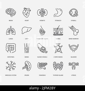 Organs, anatomy flat line icons set. Human bones, stomach, brain, heart, bladder, nervous system vector illustrations. Outline pictograms for medical Stock Vector