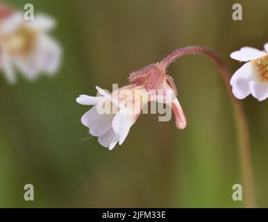 Pale Butterwort - Pinguicula lusitanica Stock Photo