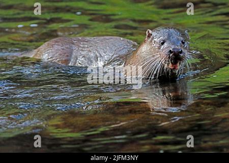 OTTER hunting fish in a river, UK. Stock Photo