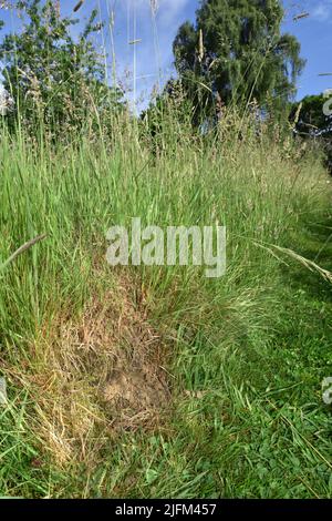 Yellow Meadow Ant - Lasius flavus Stock Photo